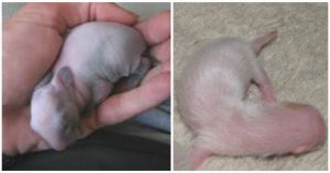 Парень думал, что нашел новорожденного крысенка в подъезде. Но когда тот подрос… Настоящее чудо!