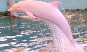 Моряку удалось снять на камеру розового дельфина! Потрясающие кадры!