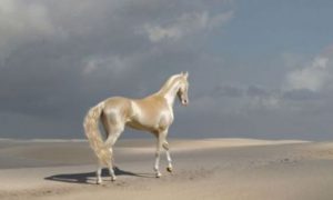 Встречайте самую редкую и красивую лошадь в мире!