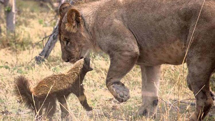 Два самых свирепых зверя — с которыми не рискуют связываться ни тигры, ни львы