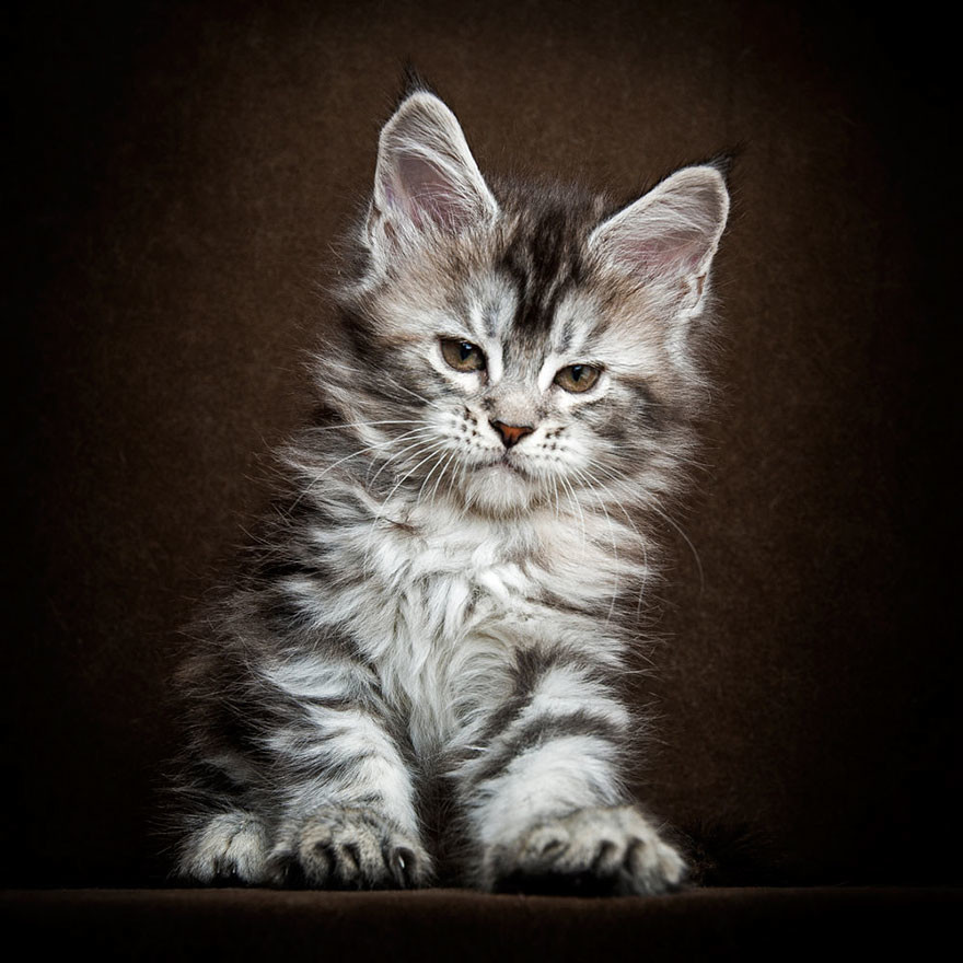 Мэйкуны — фантастические коты. Словно лев в миниатюре!
