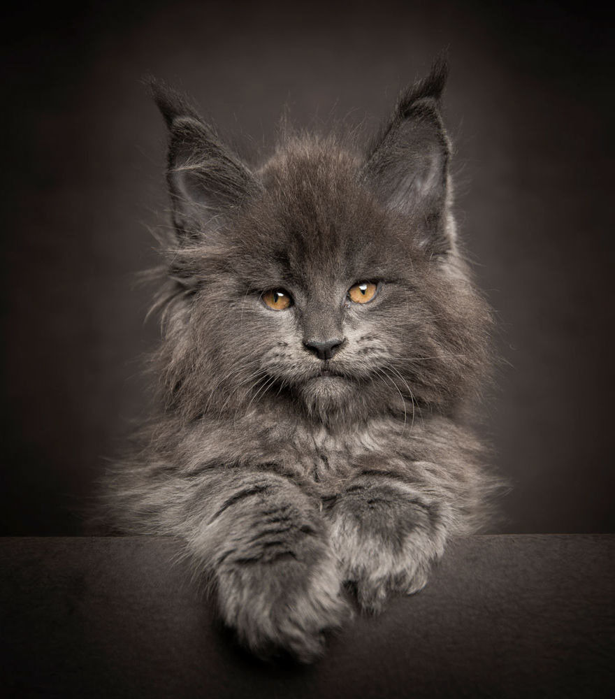 Мэйкуны — фантастические коты. Словно лев в миниатюре!