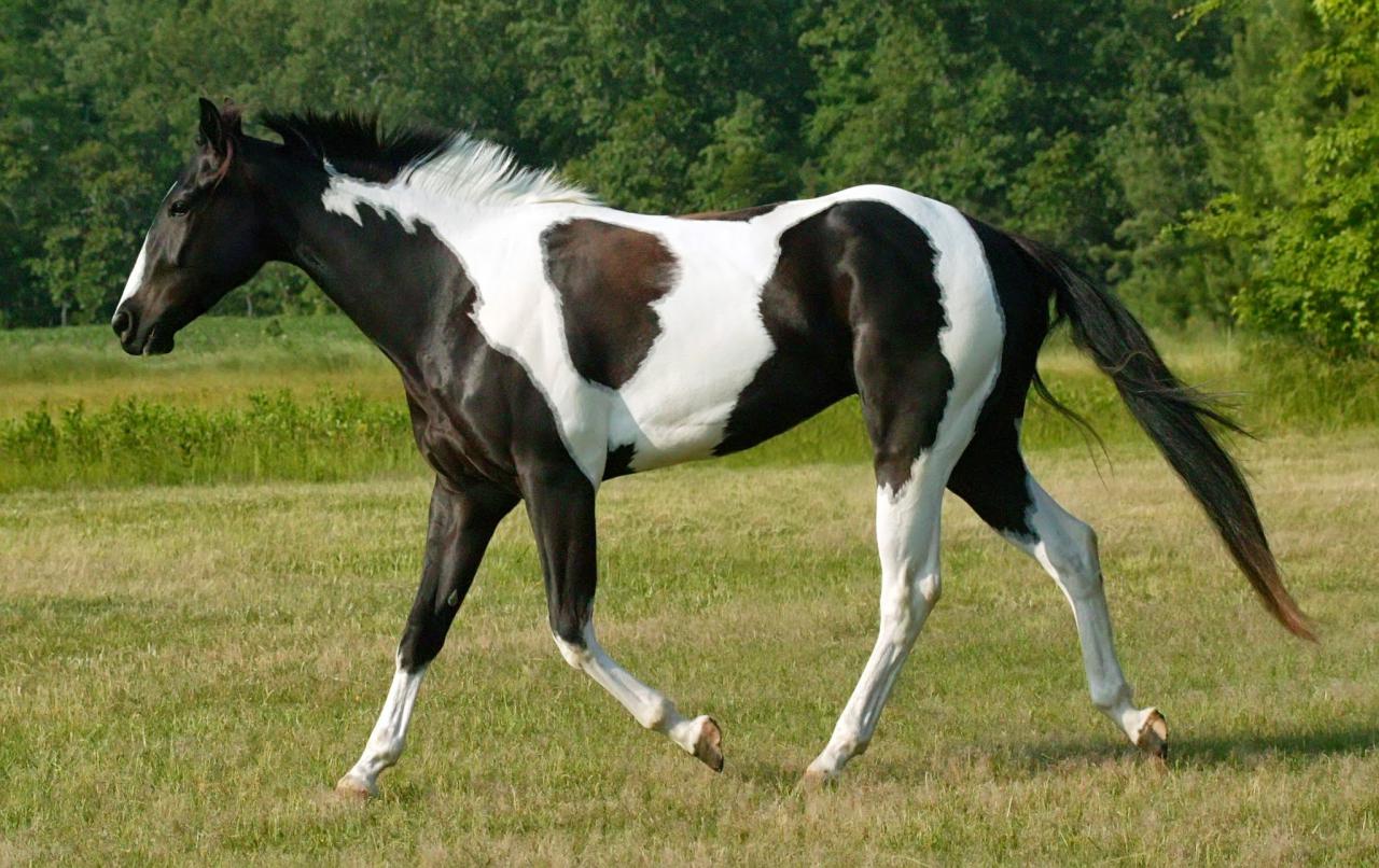 Самые красивые лошади в мире. Глаз не оторвать!