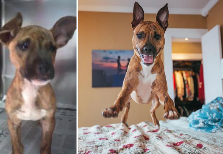 17 фотографий собак до и после приюта, которые тронут вас до глубины души
