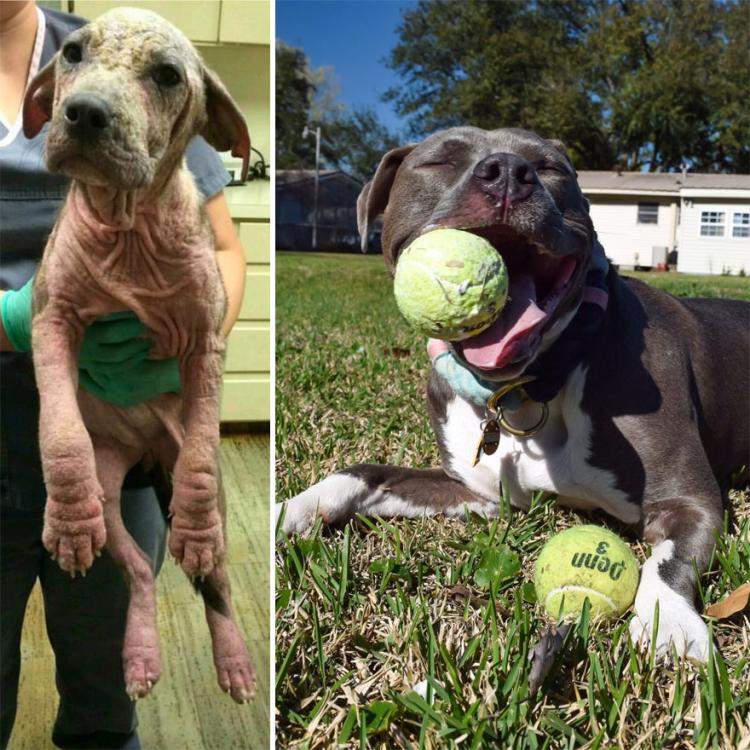 17 фотографий собак до и после приюта, которые тронут вас до глубины души