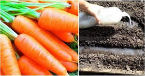 Новый вариант посадки морковки без прореживания — получите отличный уражай