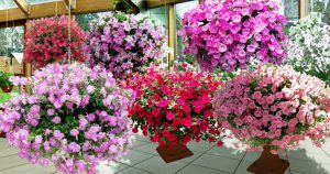 5 секретов от бывалых садоводов для красивого цветения петунии