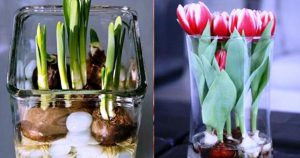 Эффективный способ, как вырастить тюльпаны и нарциссы в вазе без почвы