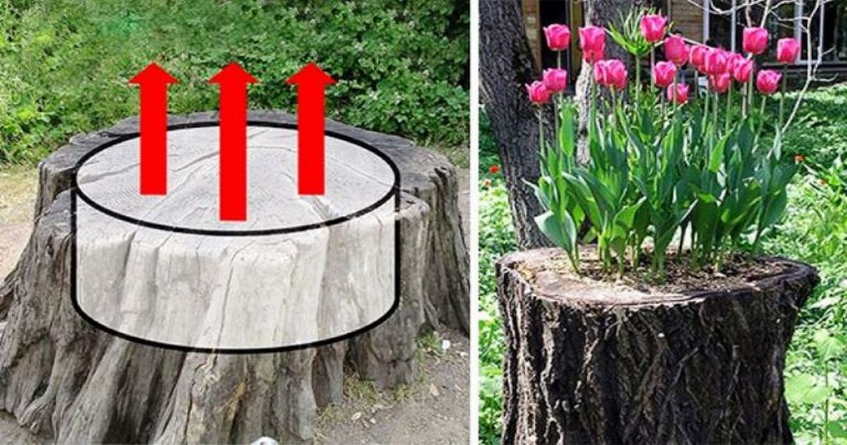 И даже пень.. 12 способов сделать из пня красивую клумбу