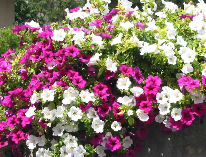 Пять секретов от опытных садоводов для обильного цветения петунии