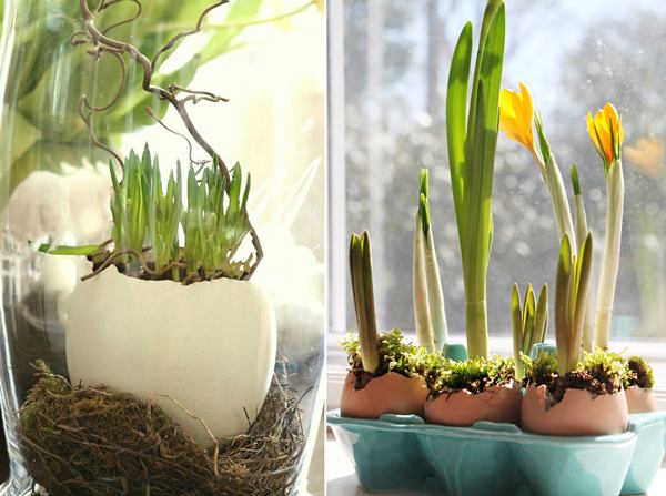 Эффективный способ, как вырастить тюльпаны и нарциссы в вазе без почвы
