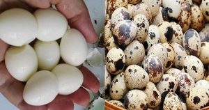 Перепелиные яйца улучшают зрение, стабилизируют давление, укрепляют кости и не только