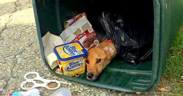 Переезжая к бойфренду, девушка выбросила своего пса в мусорный контейнер
