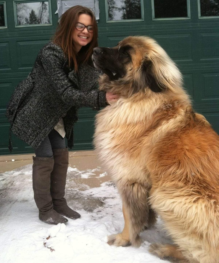 Хотели собаку, а получили гиганта, размером Лошадь (20 фото)