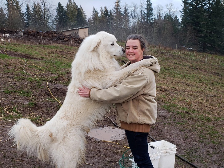 Хотели собаку, а получили гиганта, размером Лошадь (20 фото)