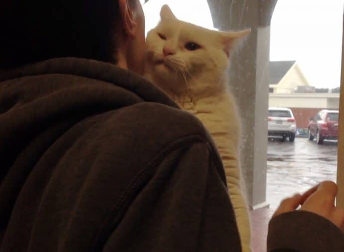 Приютский кот запрыгнул на плечи парню, чтобы тот забрал домой именного его!