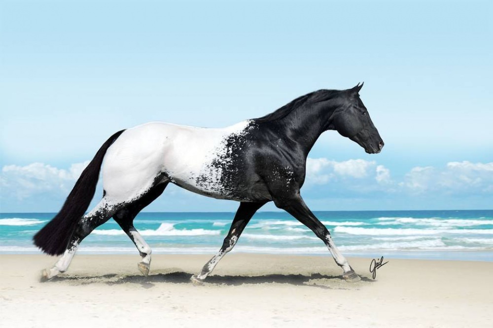 Подборка невероятно красивых лошадей Планеты